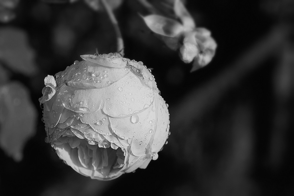 nach einem Regen