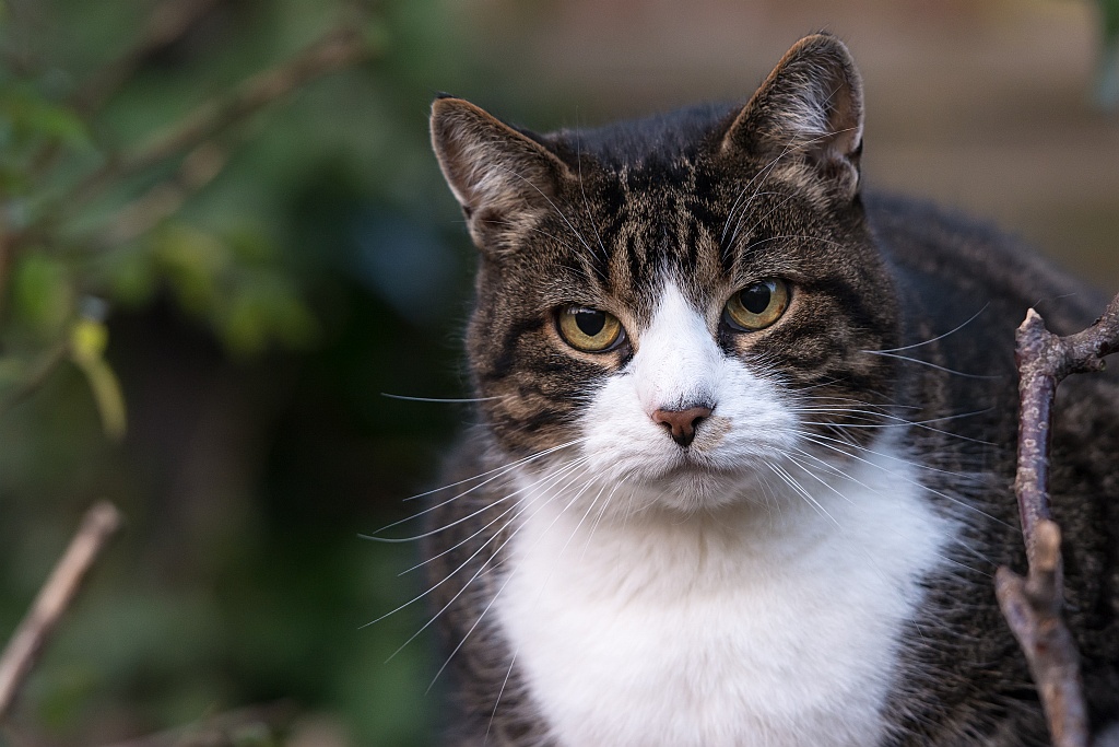 Nachbar Katze