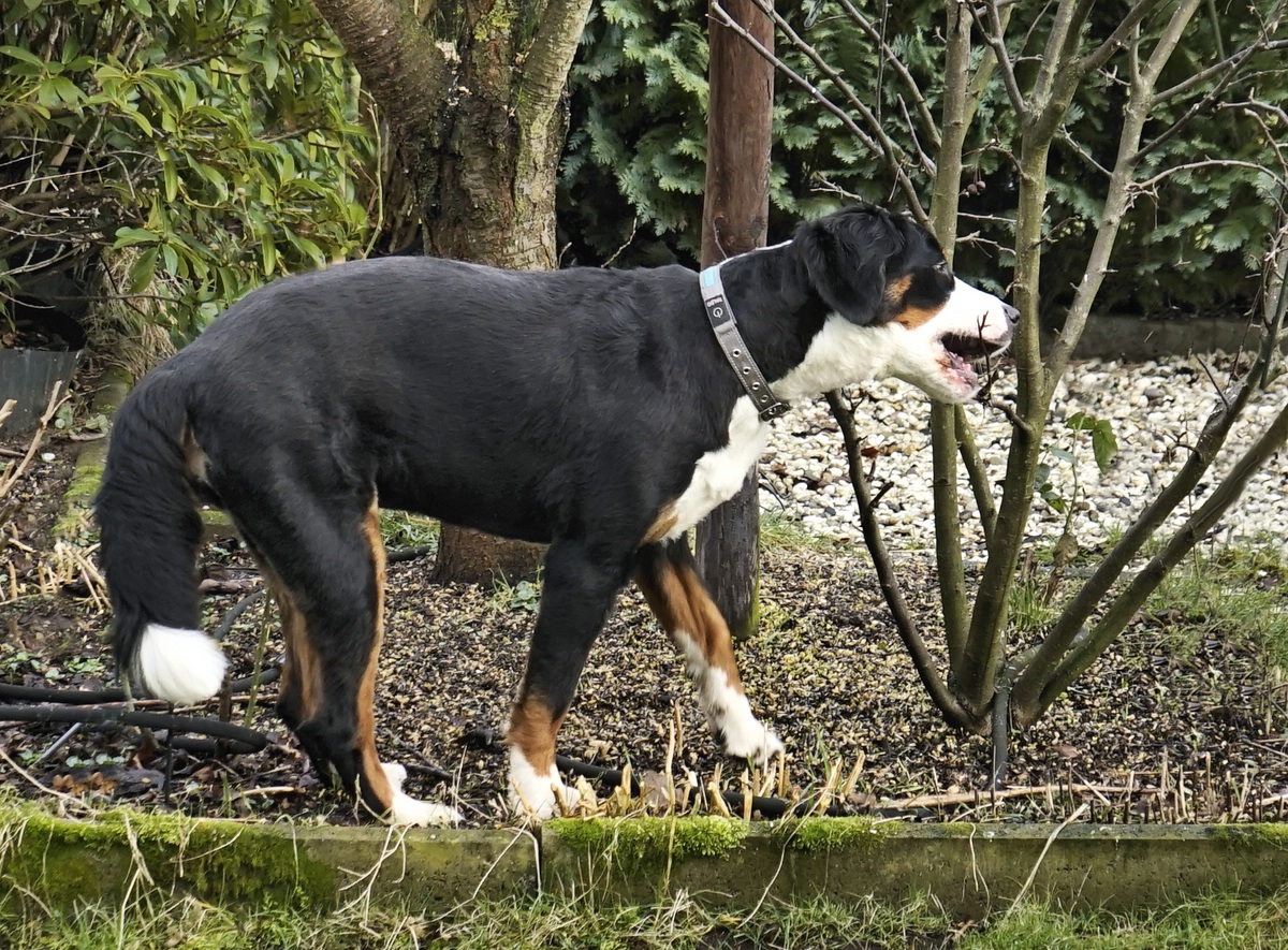 Nachbarhund spielt Gärtner bei uns.jpg