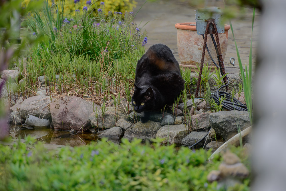 Nachbars Katze, 70-200 VRII + 2 fach Konverter