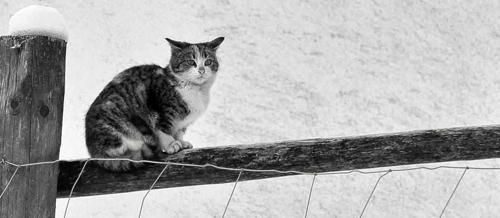 Nachbars Katze