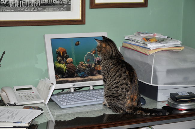 Nachdem, ich einen neuen Bildschirmschoner "Aquarium" gekauft habe, ging meine Mieze namens Holly auf Fischjagd. Sie war Tage nicht mehr vor
