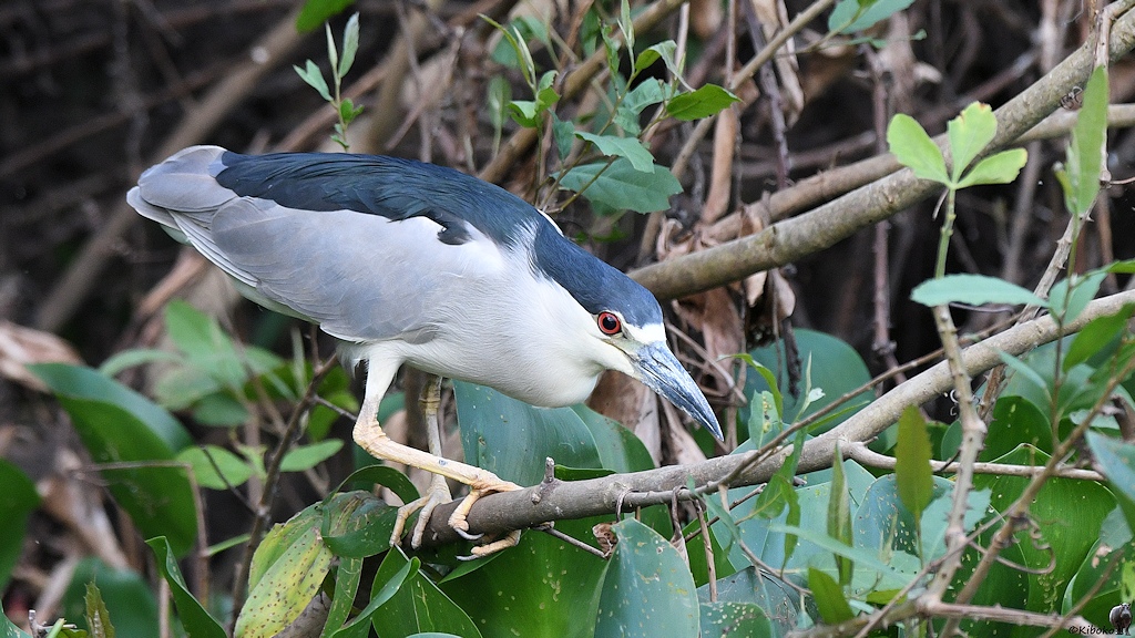 Nachtreiher (Black-capped night heron)

s886 PantanalHotel BlackCappedNightHeron 4667