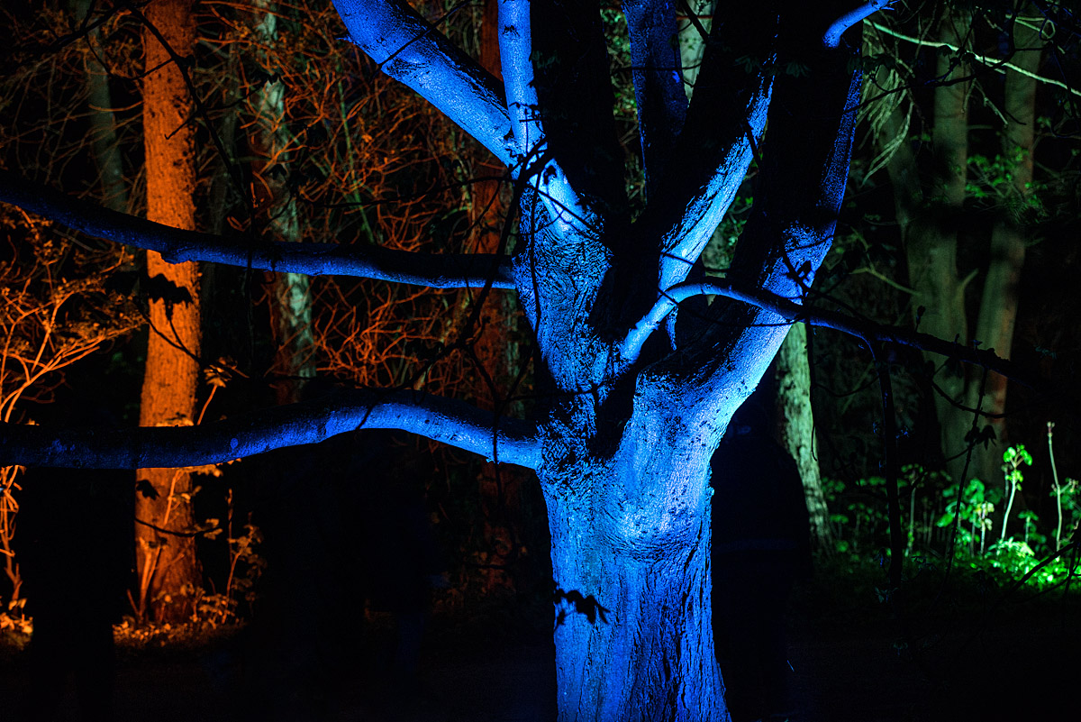 Nachttbaum 1