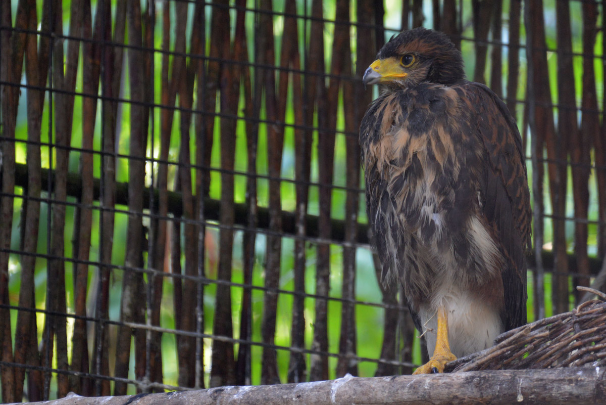 nachwuchs roter wüstenbussard