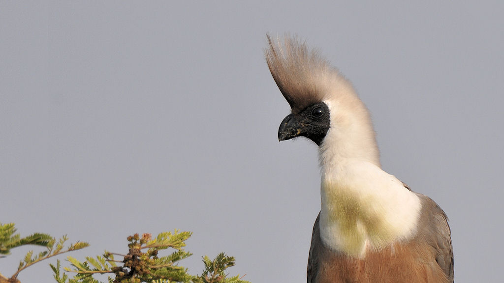 Nacktkehl Lärmvogel (Bare-faced Go-away-bird
Nähe Lobo-Hills, Serengeti
3365