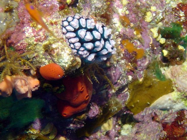 Nacktschnecke