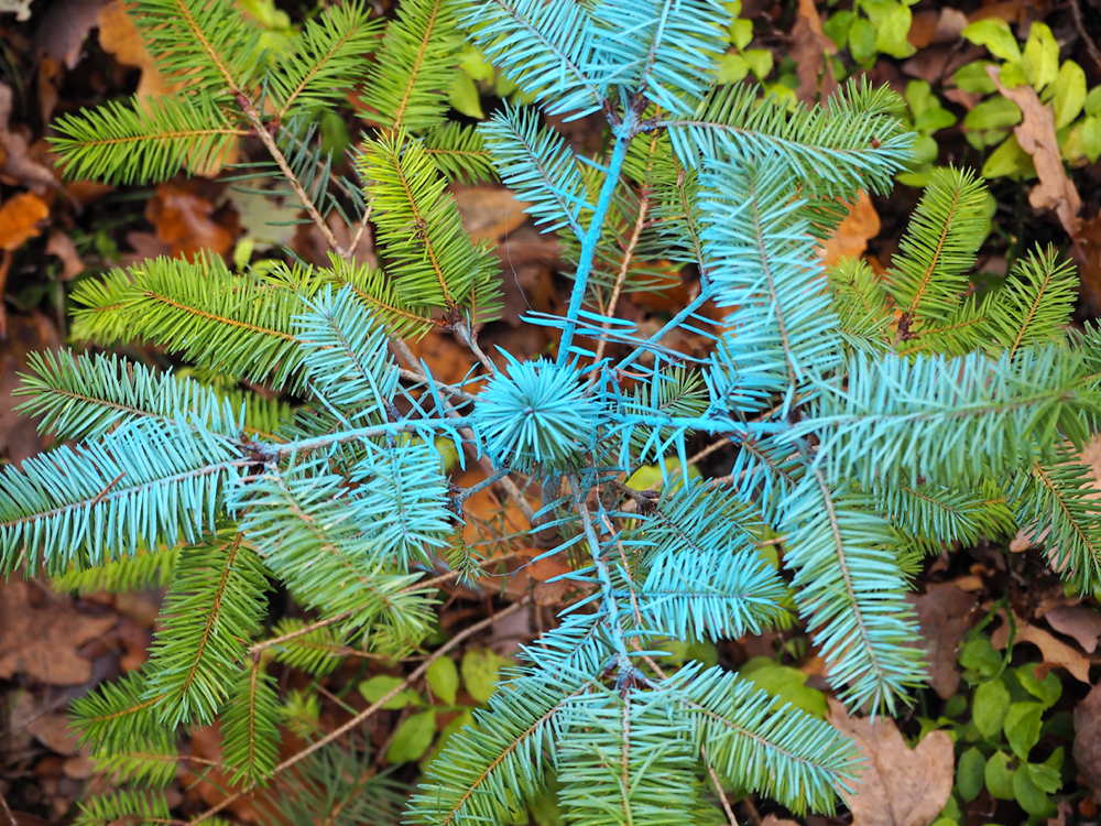 Nadelbaum Nachwuchs.jpg