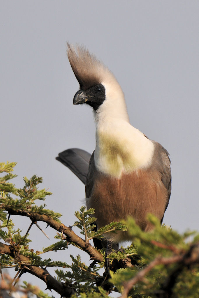 Naktkehllärmvogel (Bare-faced Go-away-bird)
Nähe Lobo Hills, Serengeti
3363