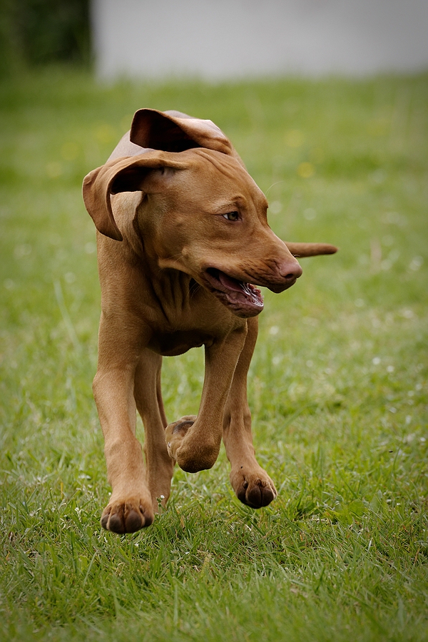 Nala III