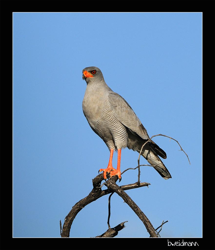 NAM 5456 Vogel Greif r Kopie