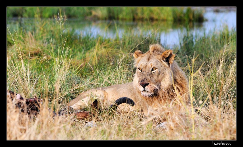 NAM 5676 Lion r Kopie