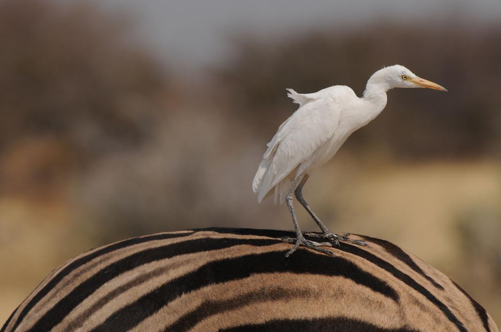 Namibia 09 28707