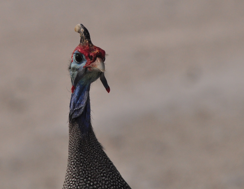 Namibia 2011 018201