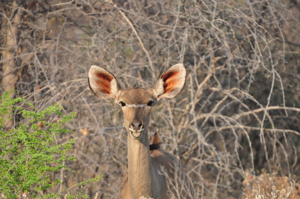 Namibia 2011