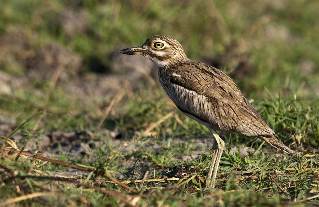 namibia 25