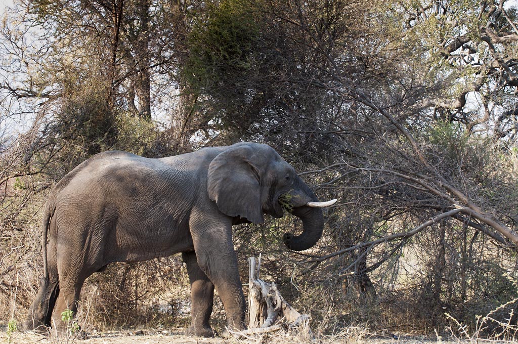 namibia 45