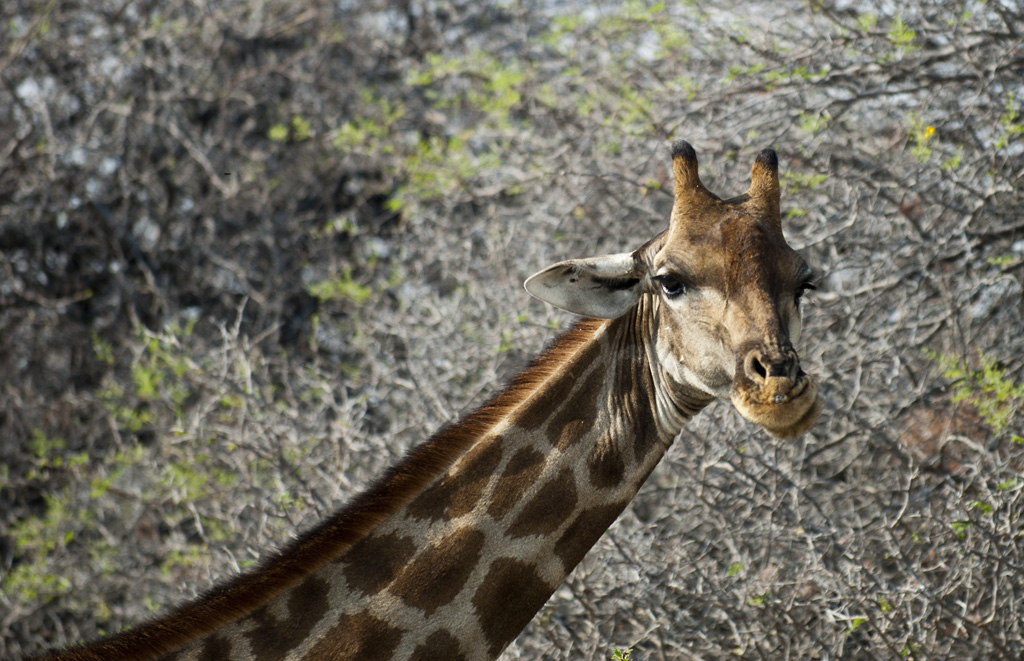 namibia 49