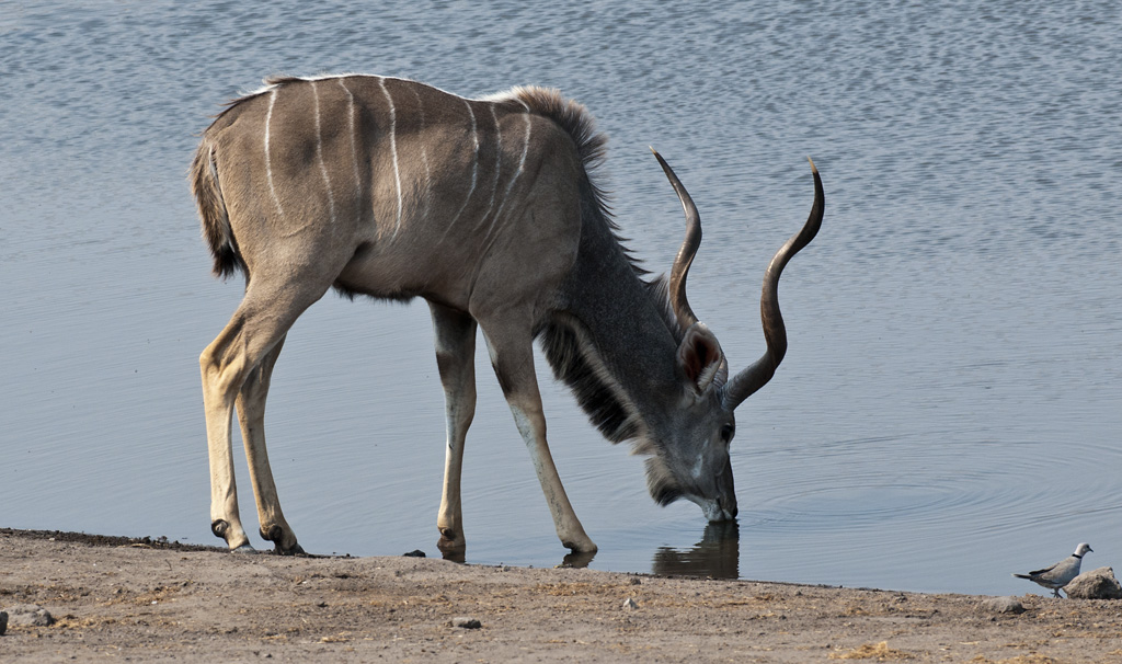 namibia 52