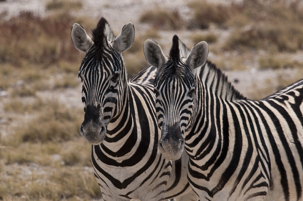 namibia 54