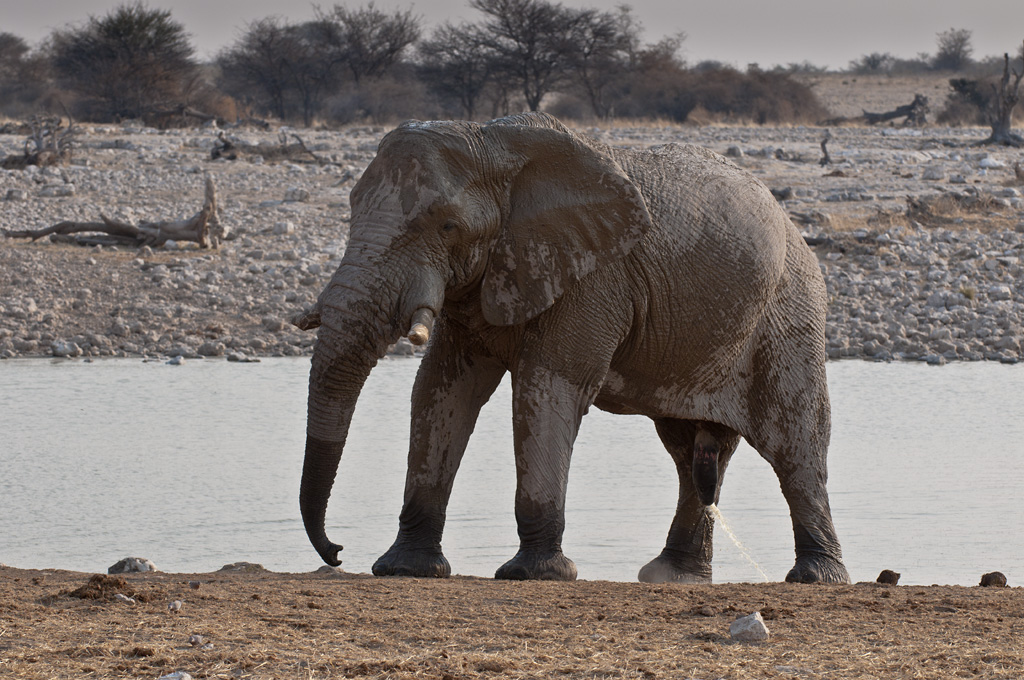 namibia 55