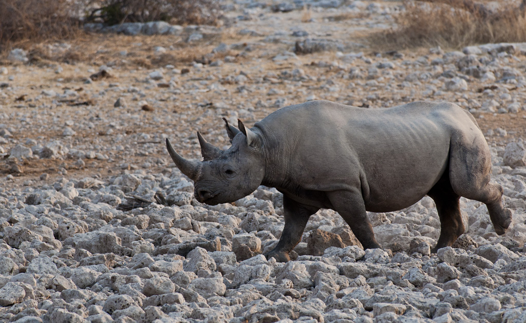 namibia 58