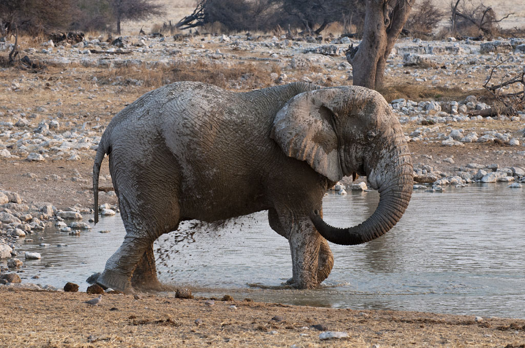 namibia 60