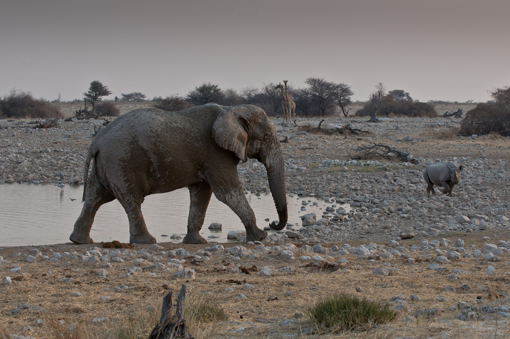 namibia 61