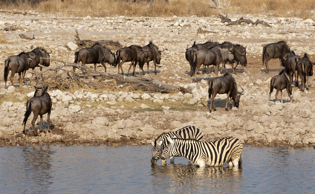 namibia 62