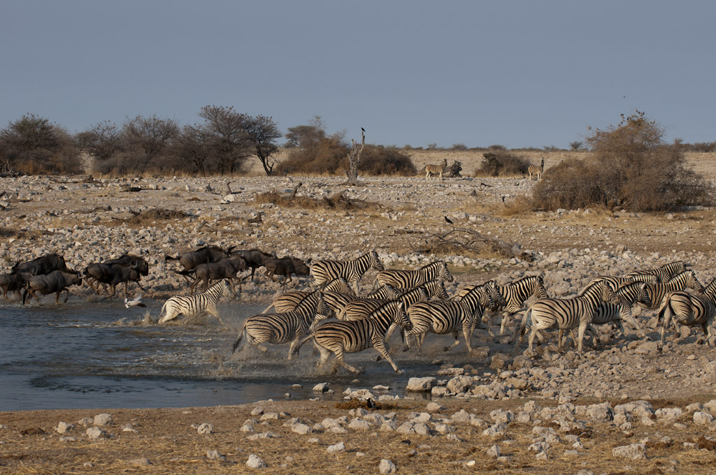 namibia 63