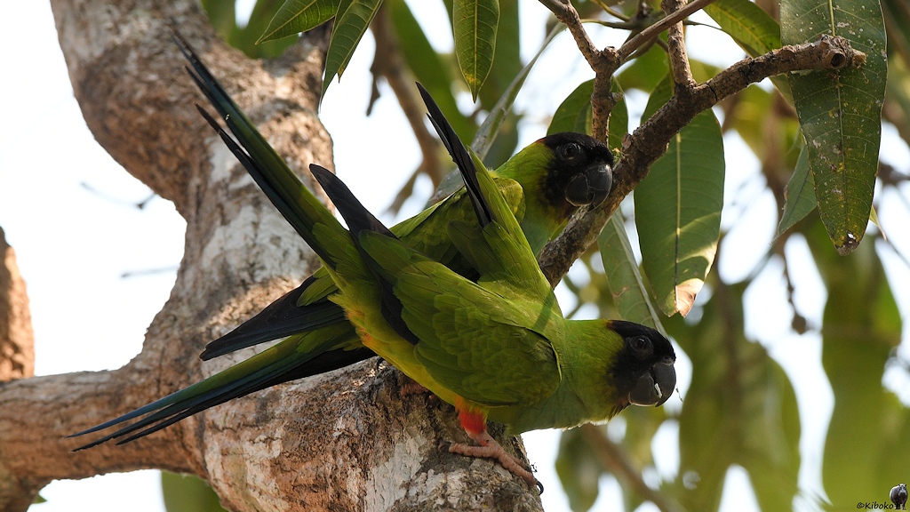 Nandaysittich (Black-hooded Parakeet)

s1040 RioClaro Black HoodedParakeet 6848