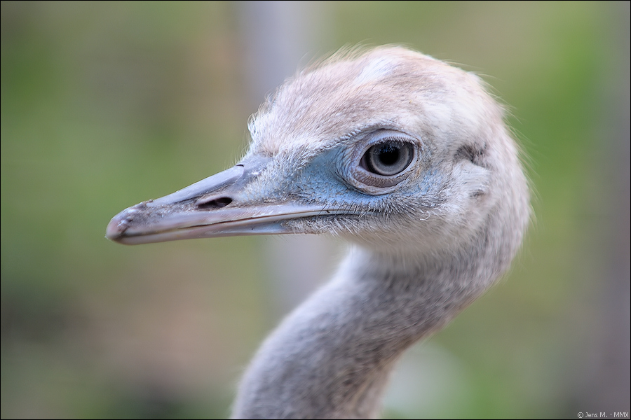 Nandu D3S 0691 2a Wildpark Granat 2010 08 01

· http://www.nikon-fotografie.de/vbulletin/showpost.php?p=1382549&postcount=251

EXIFs:
Kamera: Nikon D3