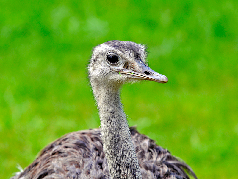 Nandu
