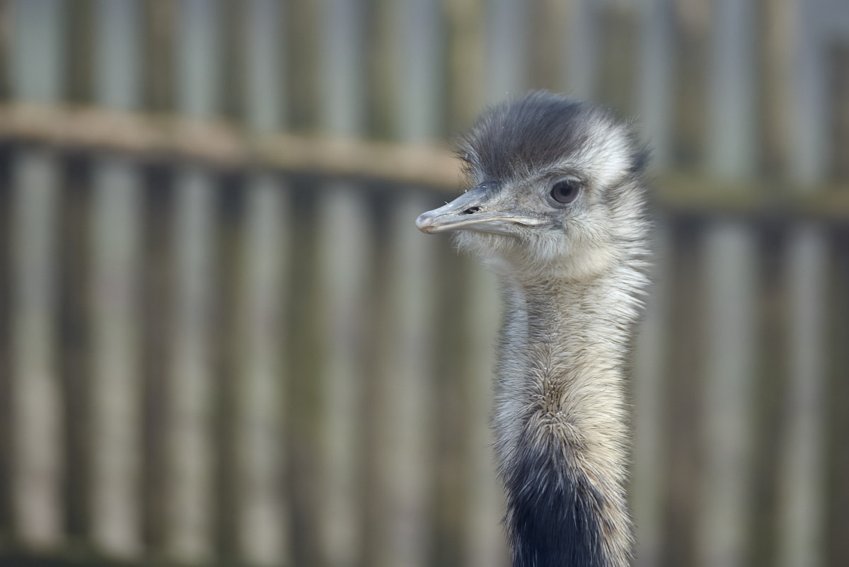 Nandu