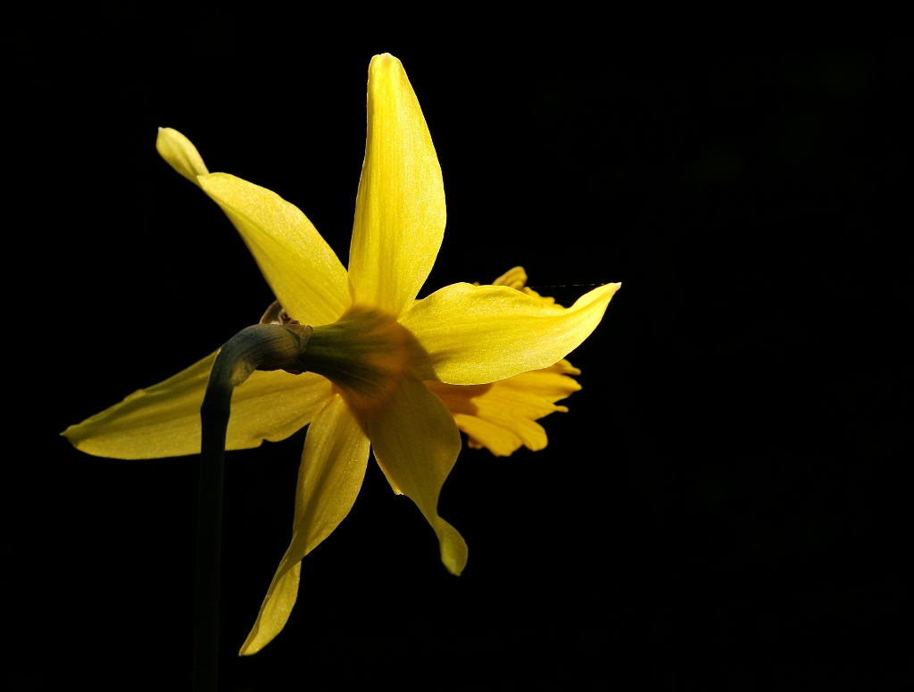 narcisNF