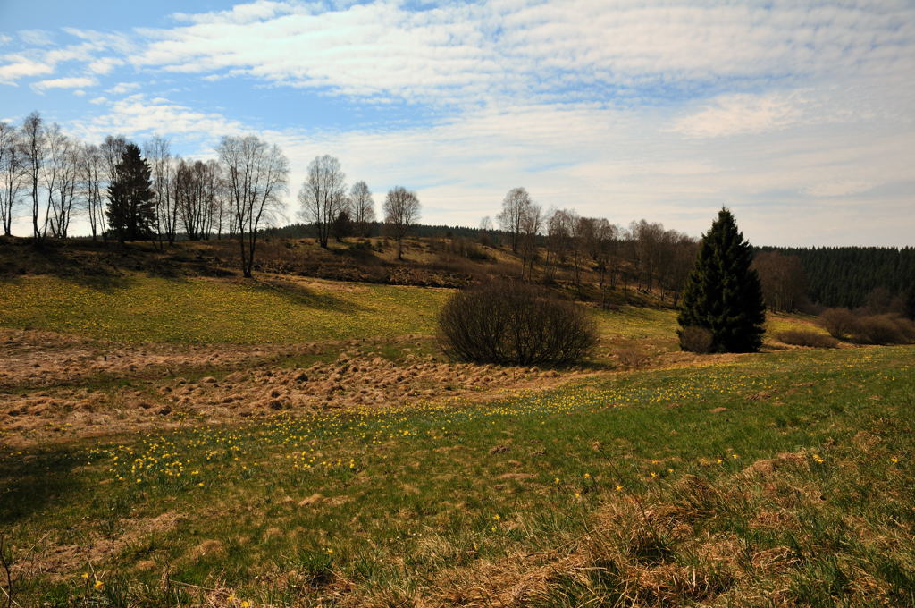 Narzissenwiese