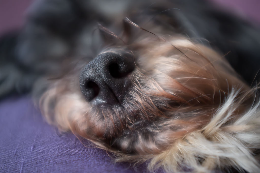 nase