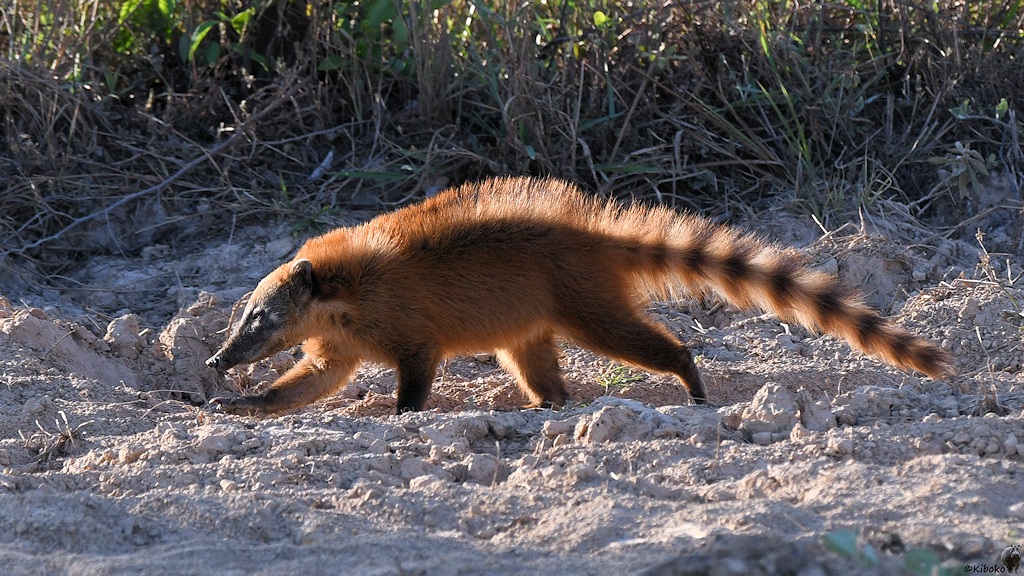 Nasenbär

s784 bHotelPantanal Nasenbär 2990