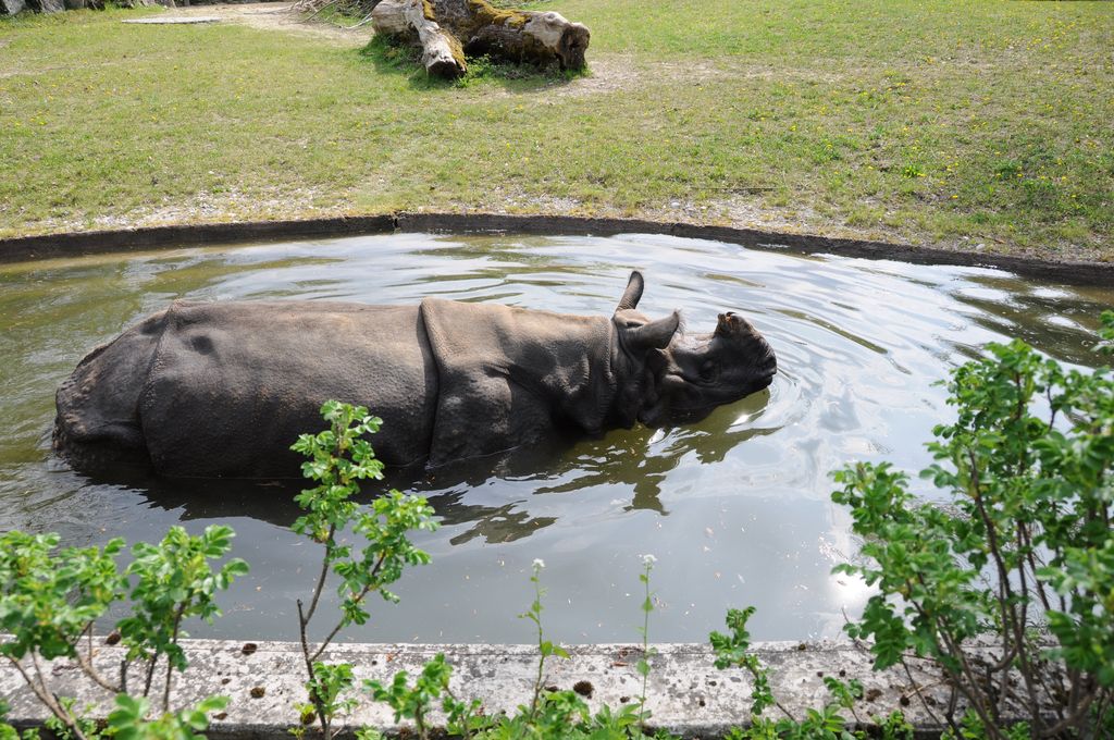 Nashorn Abkühlung
