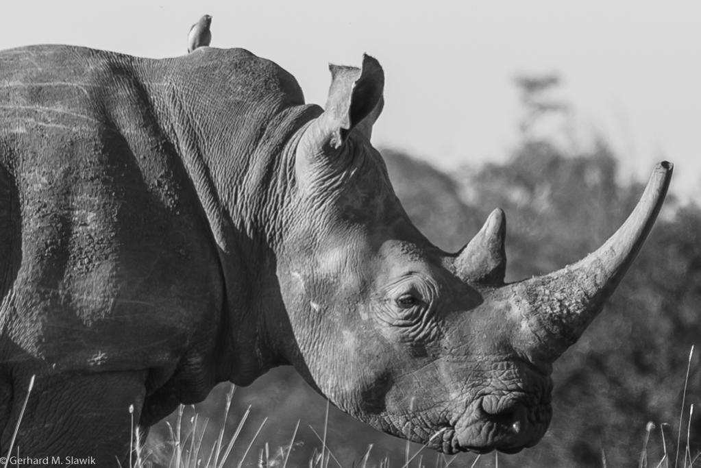 Nashorn Nairobi NP
