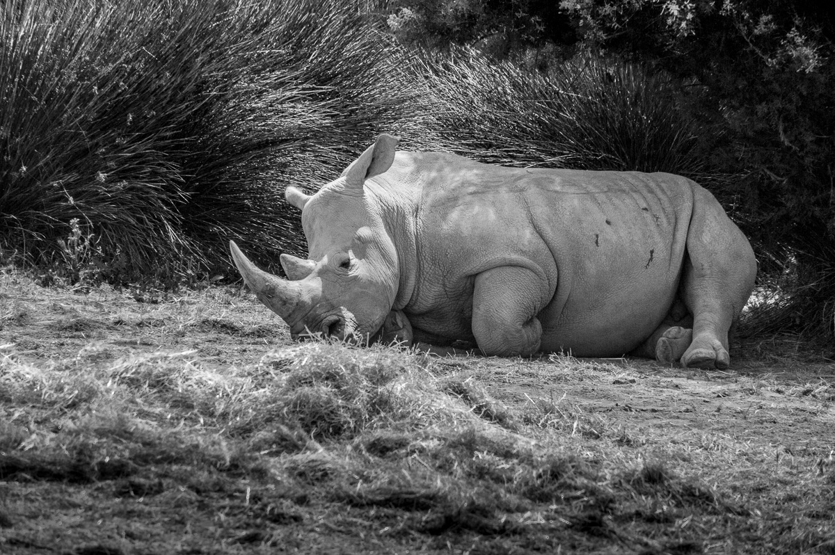 Nashorn