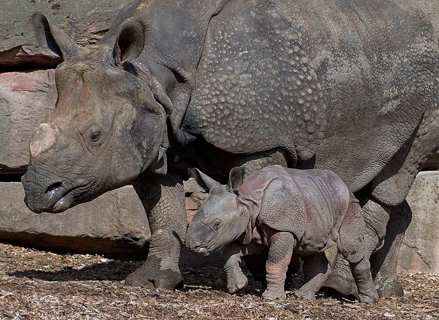 nashorn