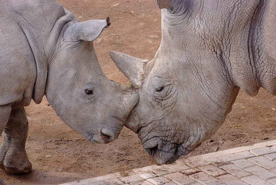 nashorn1
