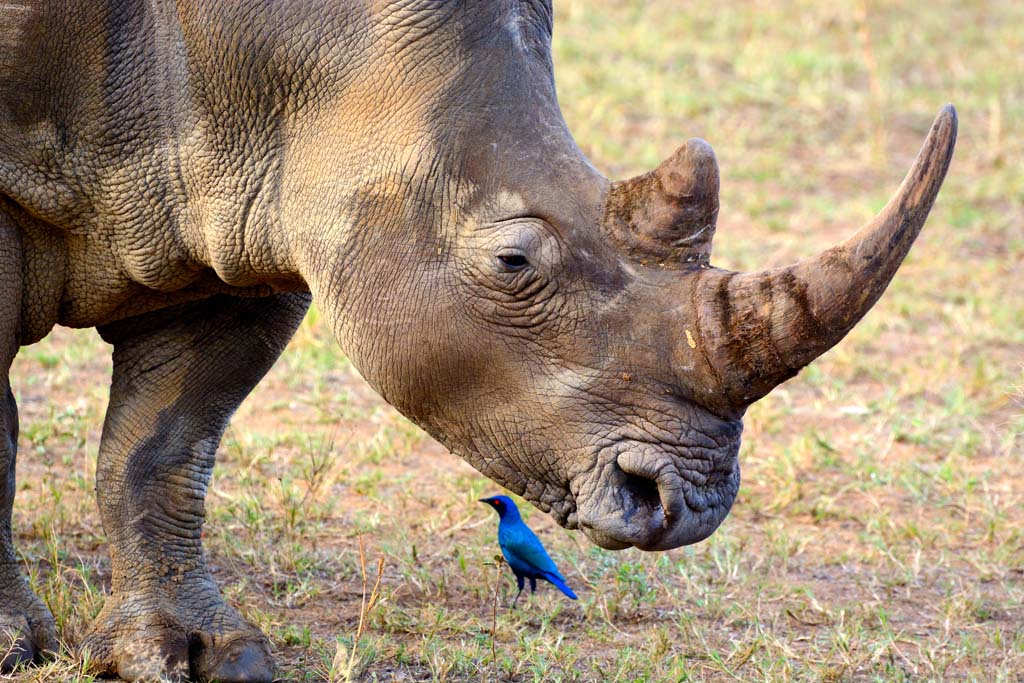 Nashorn2