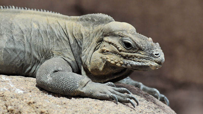 Nashornleguan
Reptilium Landau
(7471)