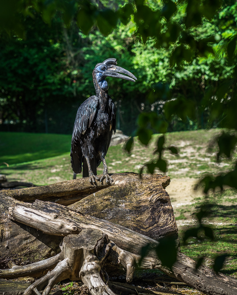 Nashornvogel
