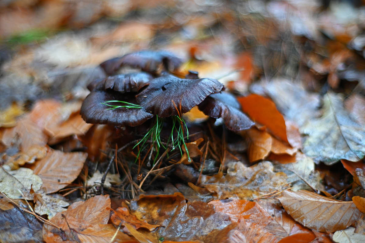 Nasse Waldpilze.jpg