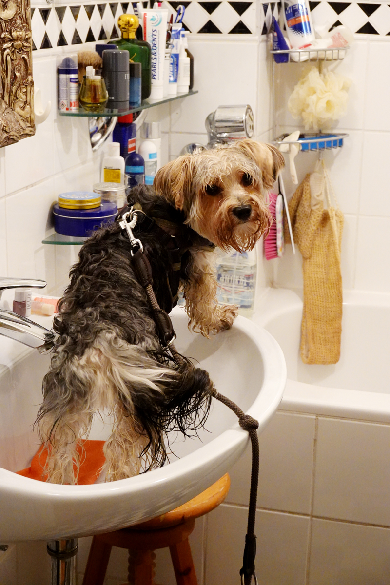 nasser.hund.1.jpg