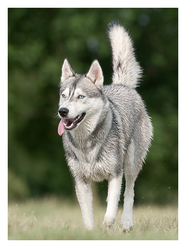 nasser Husky