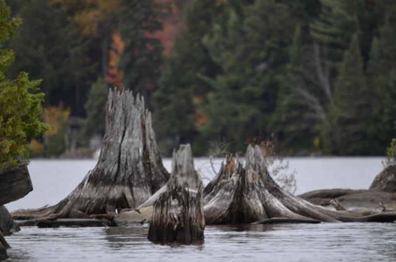 natürliche Holzkunst im Wasser